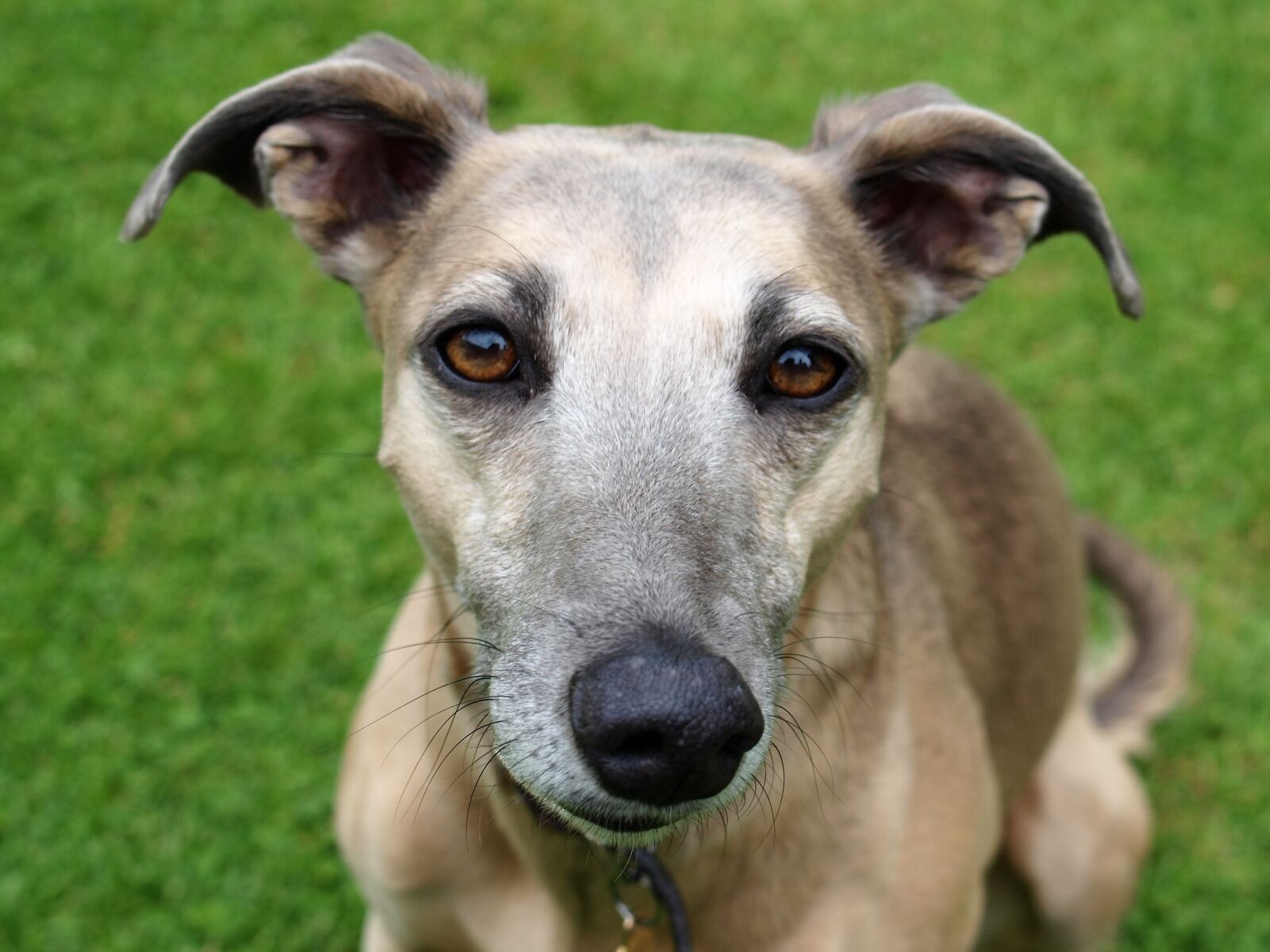 Olympus E-520 (EVOLT E-520) sample photo. Dog, greyhound, animal photography