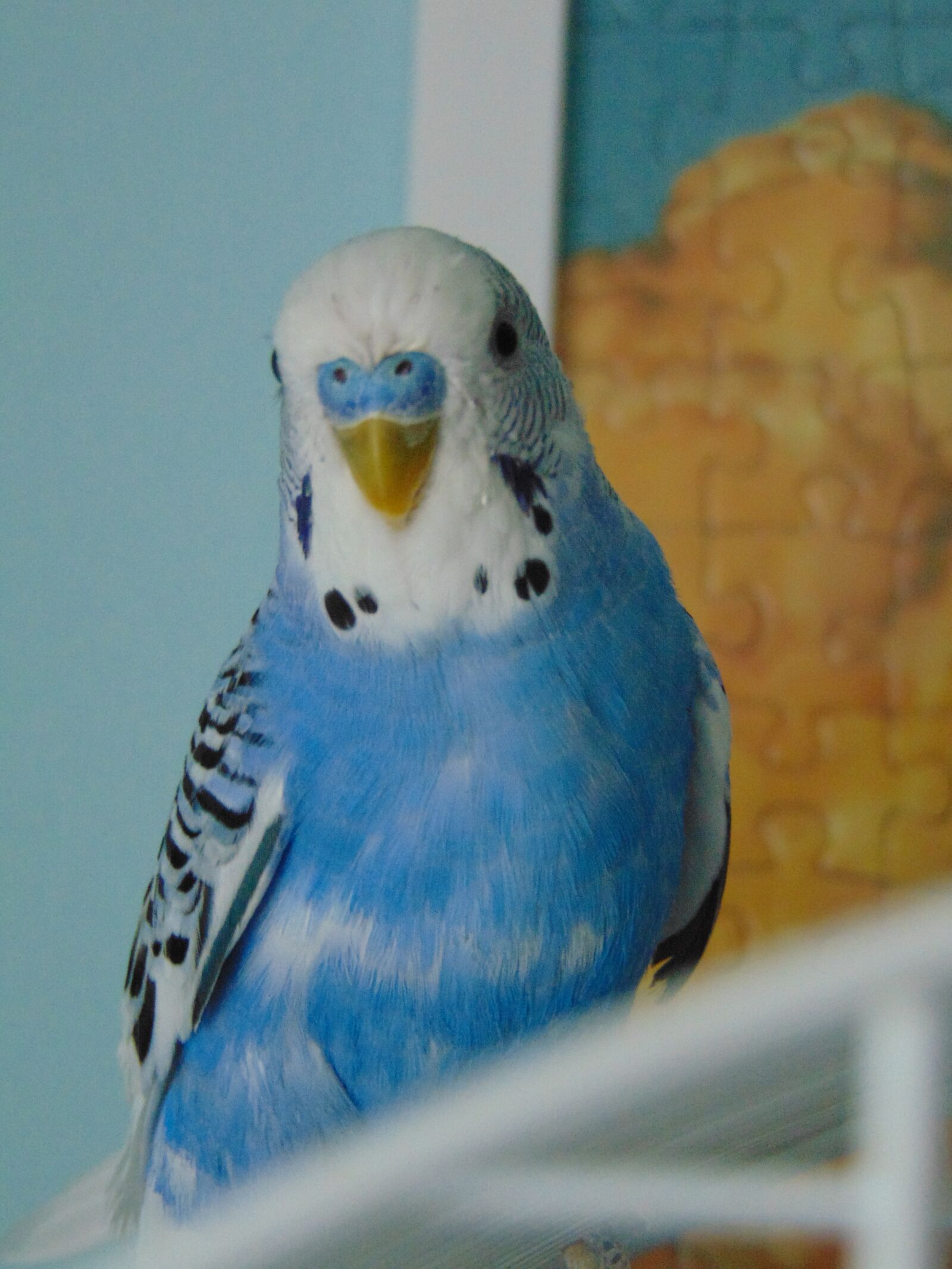 Sony Cyber-shot DSC-H300 sample photo. Wavy parrot, parrot, bird photography
