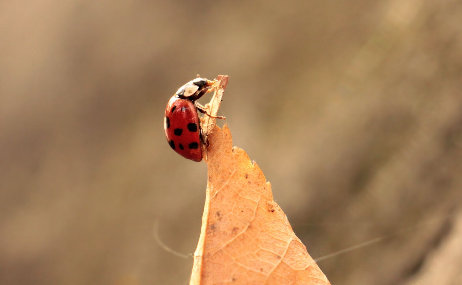 Canon EOS 550D (EOS Rebel T2i / EOS Kiss X4) sample photo. Ladybug, leaves, foliage leaf photography