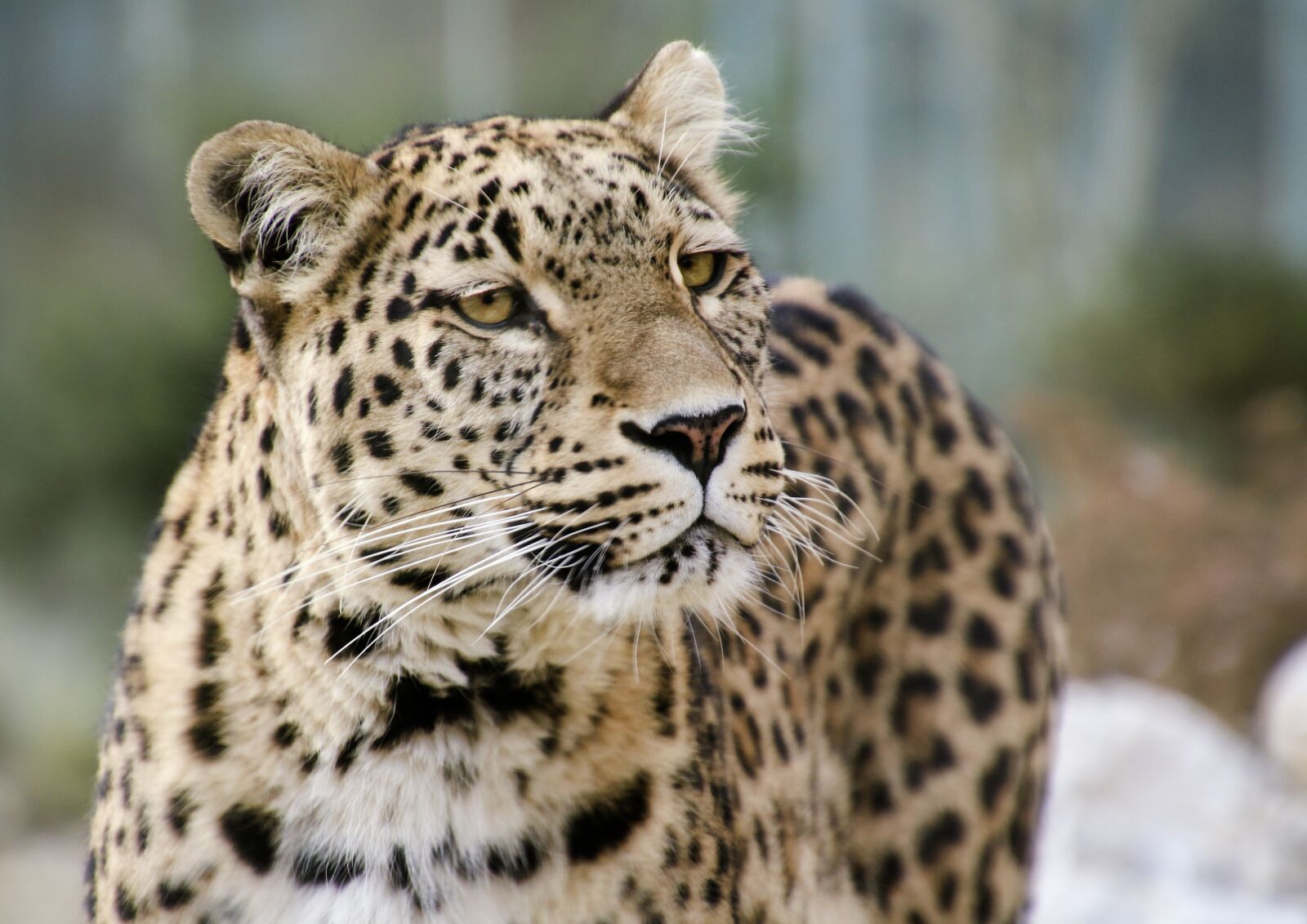 Canon EOS 70D sample photo. Leopard, persian leopard, portrait photography