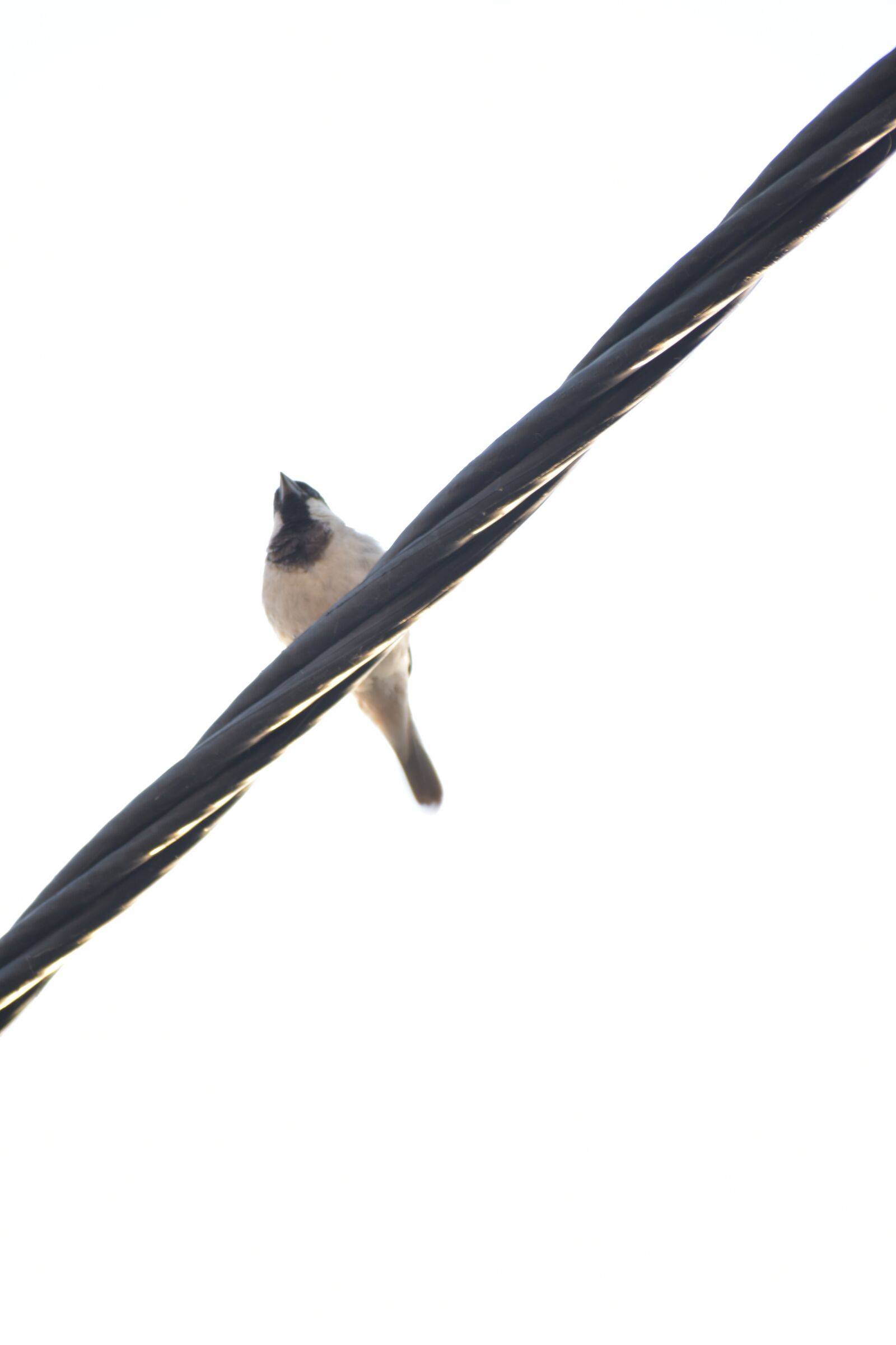 Nikon D5600 sample photo. Photography, shoot, birds photography