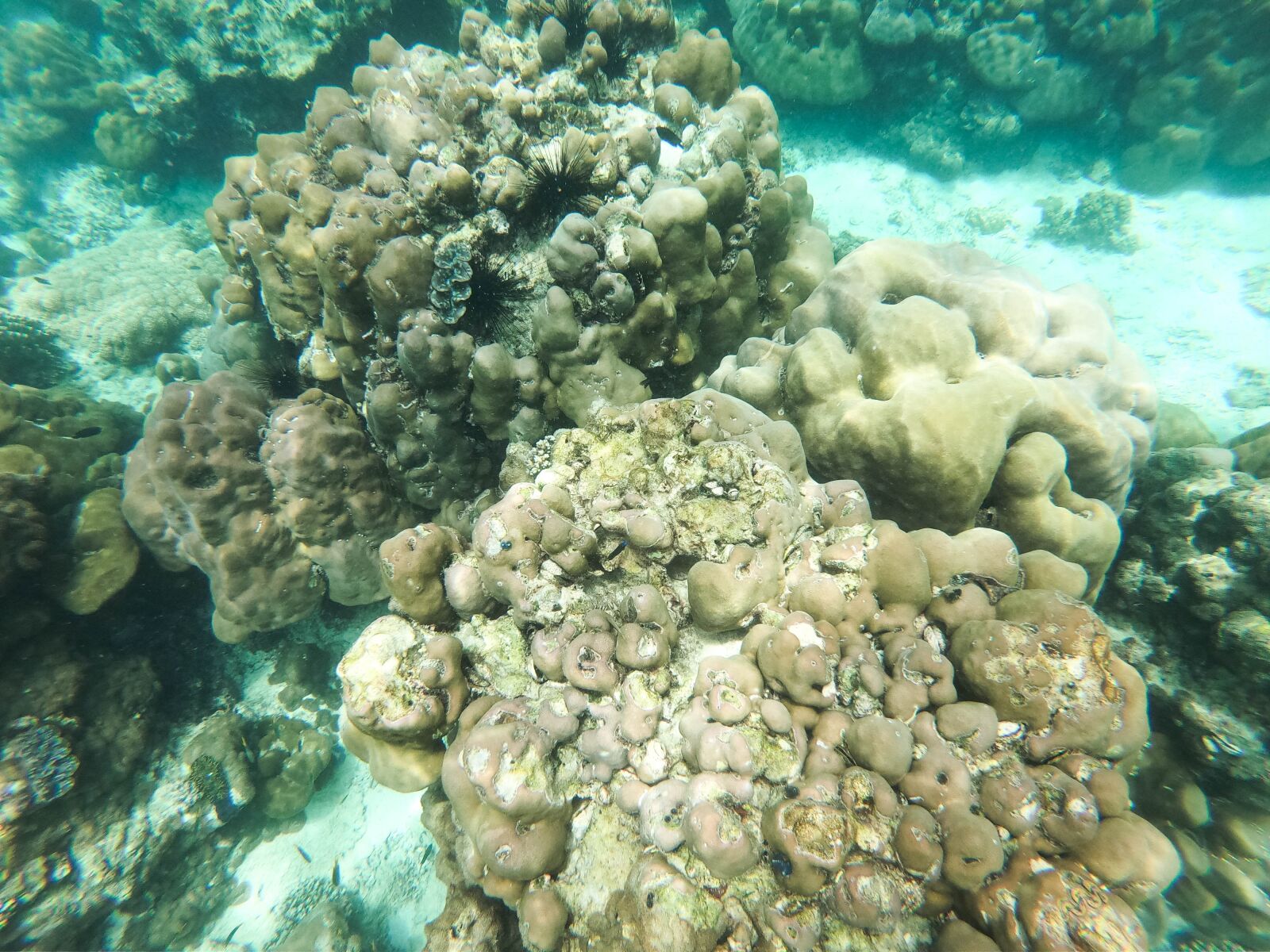 GoPro Hero7 Black sample photo. Ocean, coral reef, underwater photography
