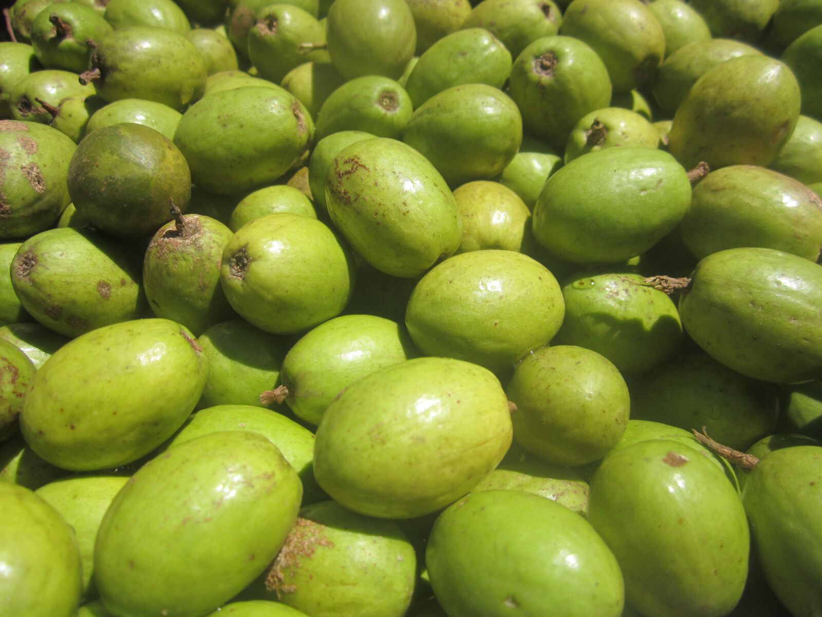 Canon PowerShot A2200 sample photo. Fruits, green, healthy photography