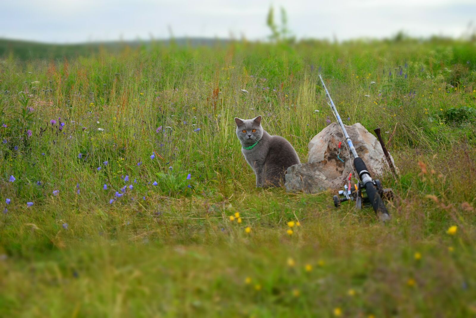 Nikon D5300 sample photo. Cat, pet, peninsula kola photography