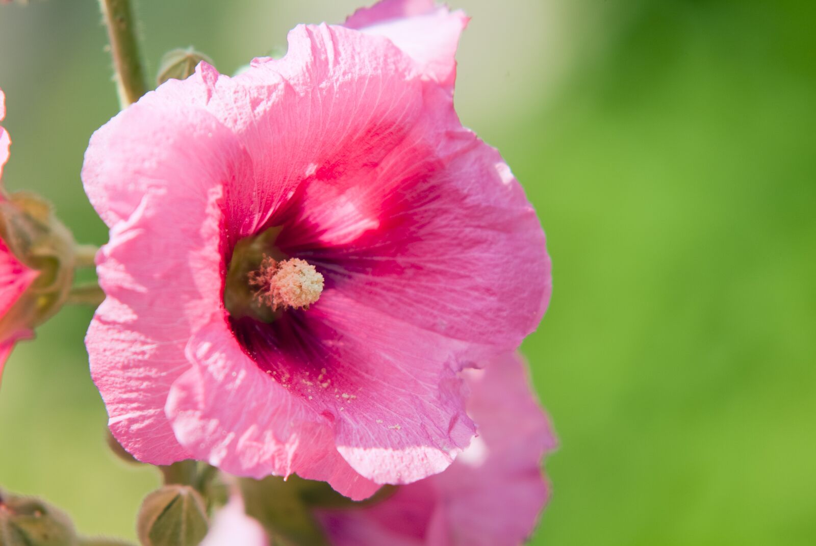 Fujifilm FinePix S3 Pro sample photo. Stock rose, flower, nature photography