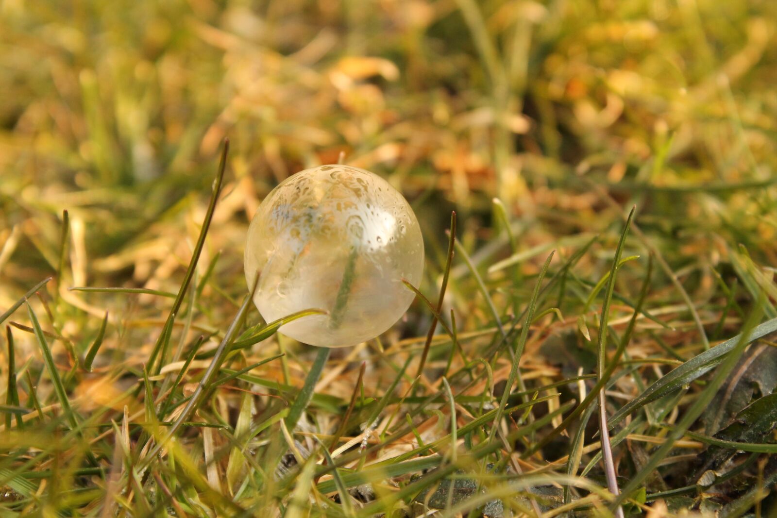 Canon EOS 1100D (EOS Rebel T3 / EOS Kiss X50) sample photo. Nature, grass, season photography