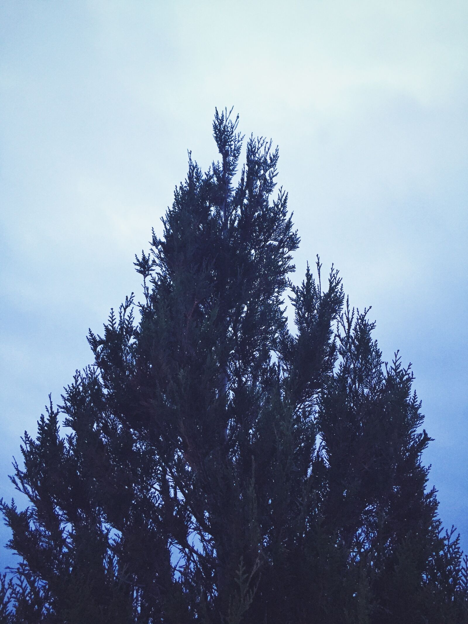 Apple iPhone 6 sample photo. Nature, outdoors, sky, tree photography