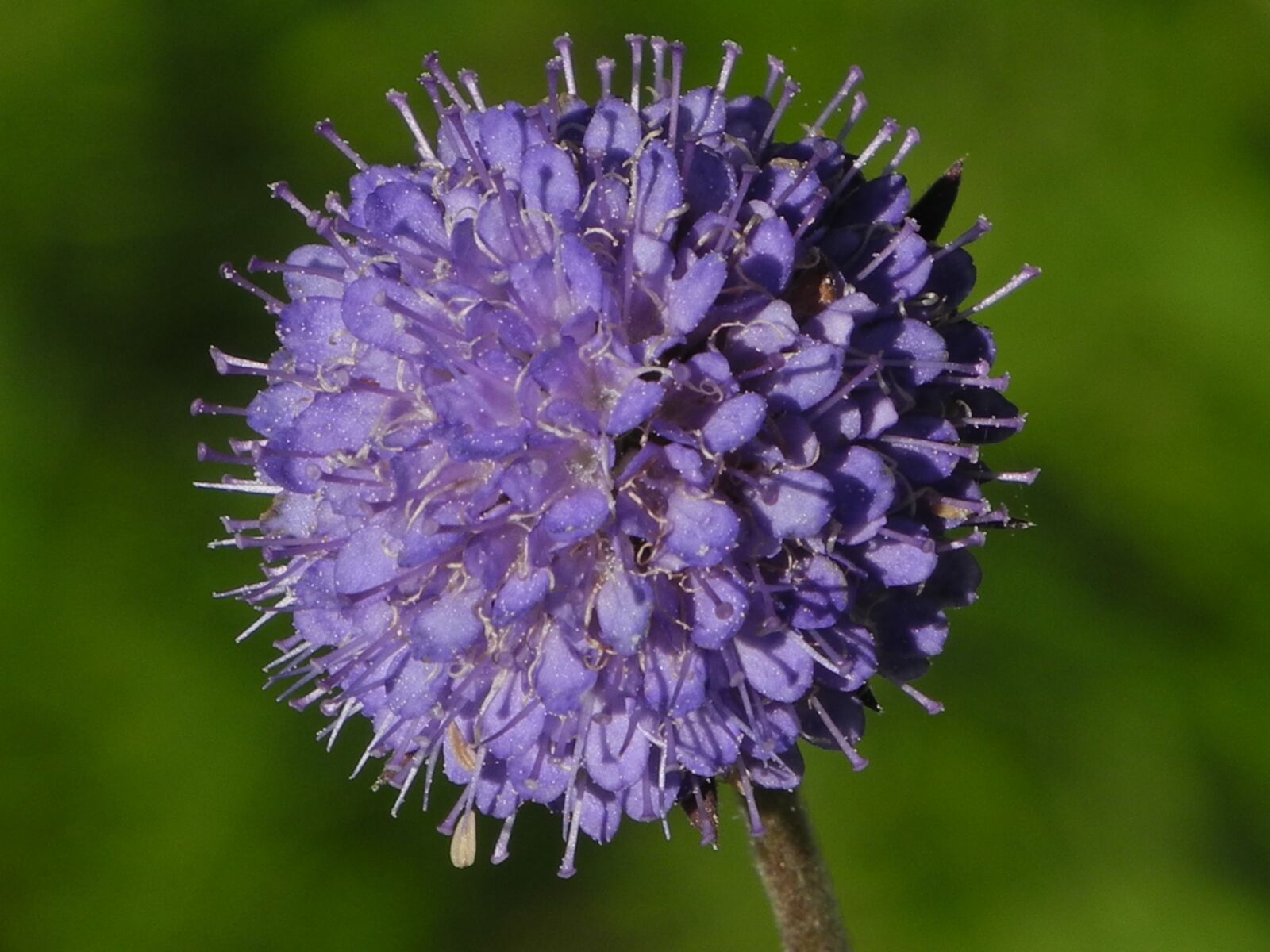 Nikon Coolpix P7000 sample photo. Blossom, bloom, purple photography