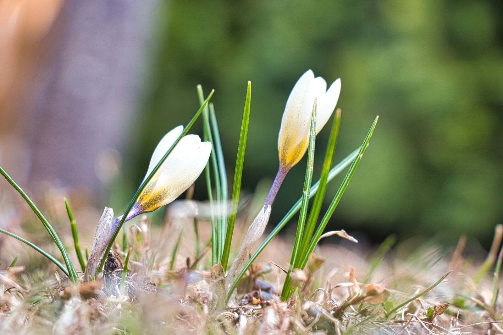 Canon EOS 80D sample photo. Spring, flower, nature photography