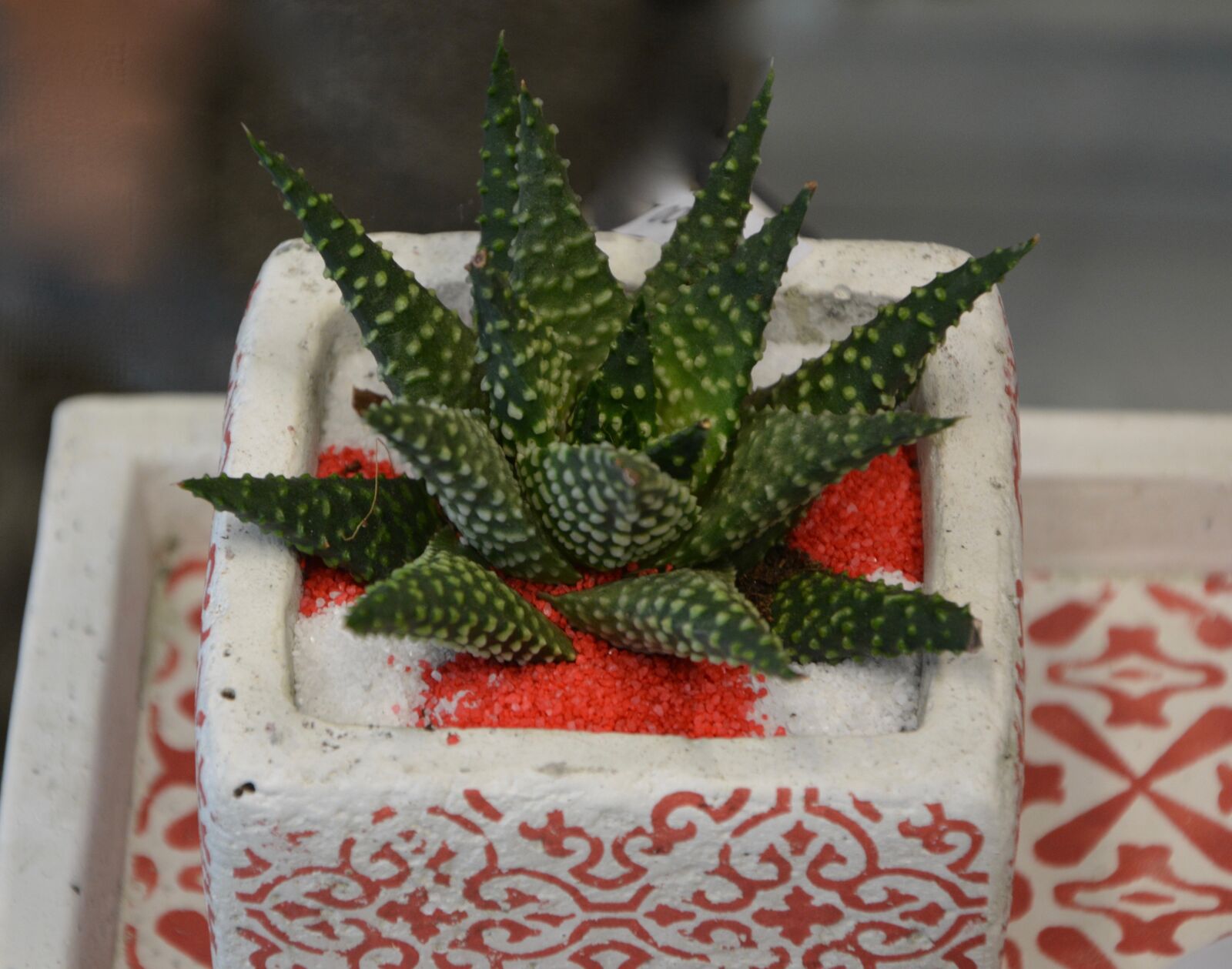 Nikon D5200 sample photo. Plant, cactus, nature photography