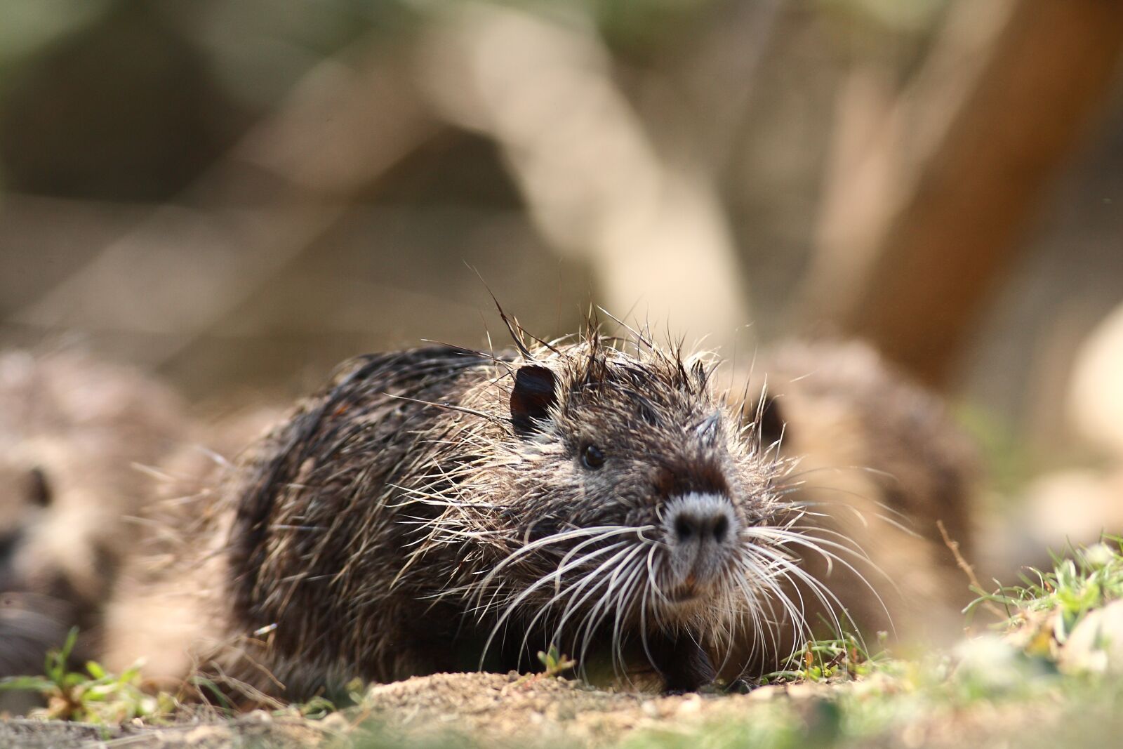 Canon EOS-1D Mark II N sample photo. Nutria, animal, wild photography