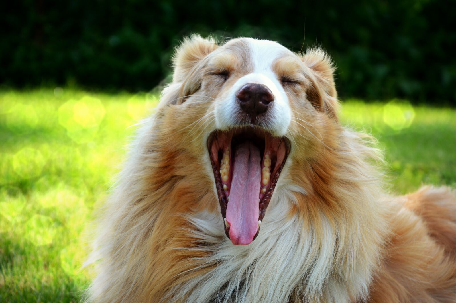 Nikon D3200 sample photo. Dog, australian shepherd, canine photography