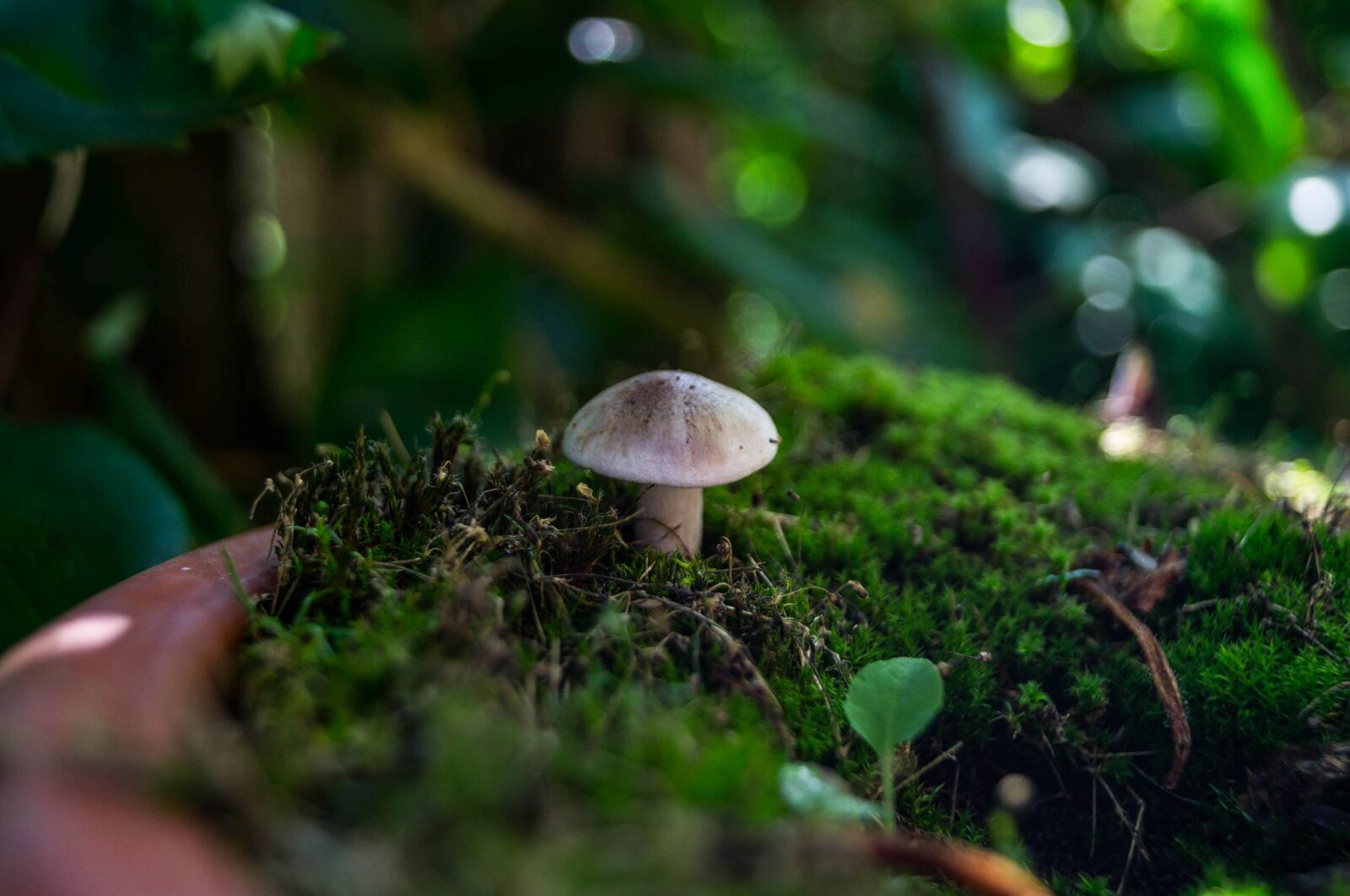 Sony SLT-A37 sample photo. Mushroom, moss, close up photography