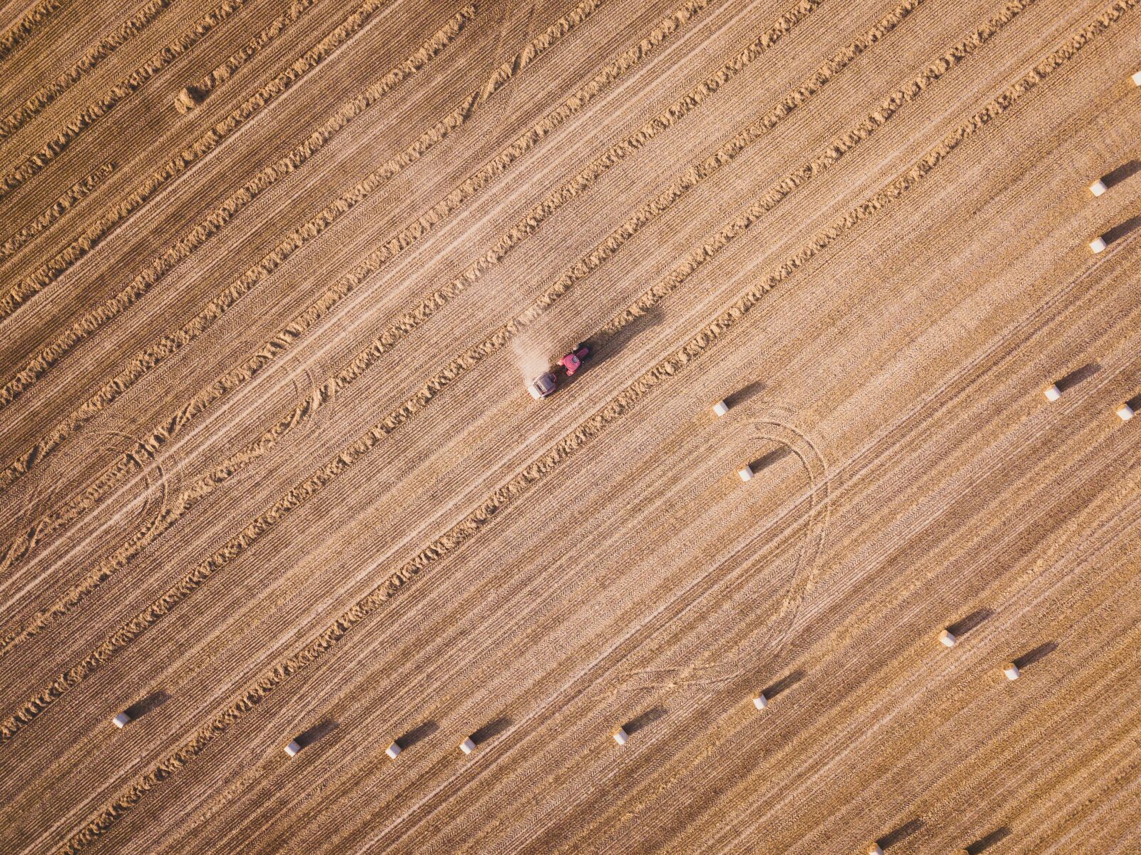 DJI FC220 sample photo. Grass, autumn, dry photography