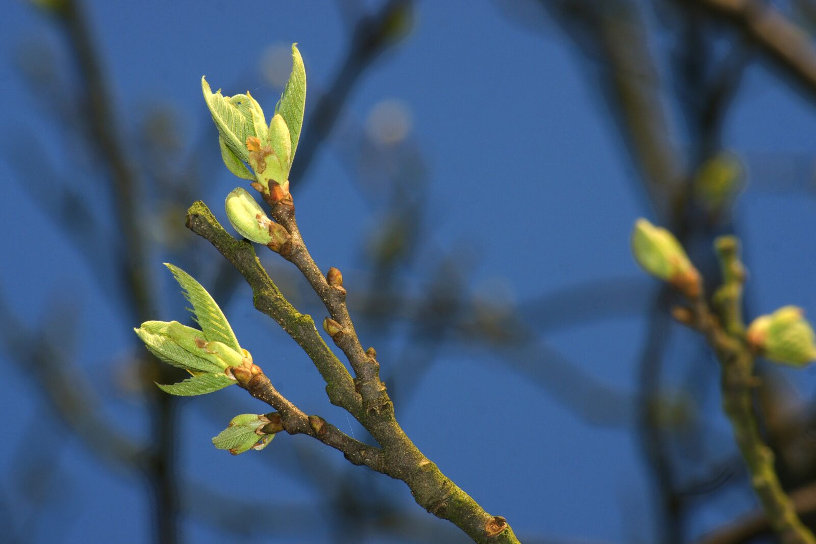 Sony Alpha DSLR-A700 sample photo. Spring, tree, branch photography
