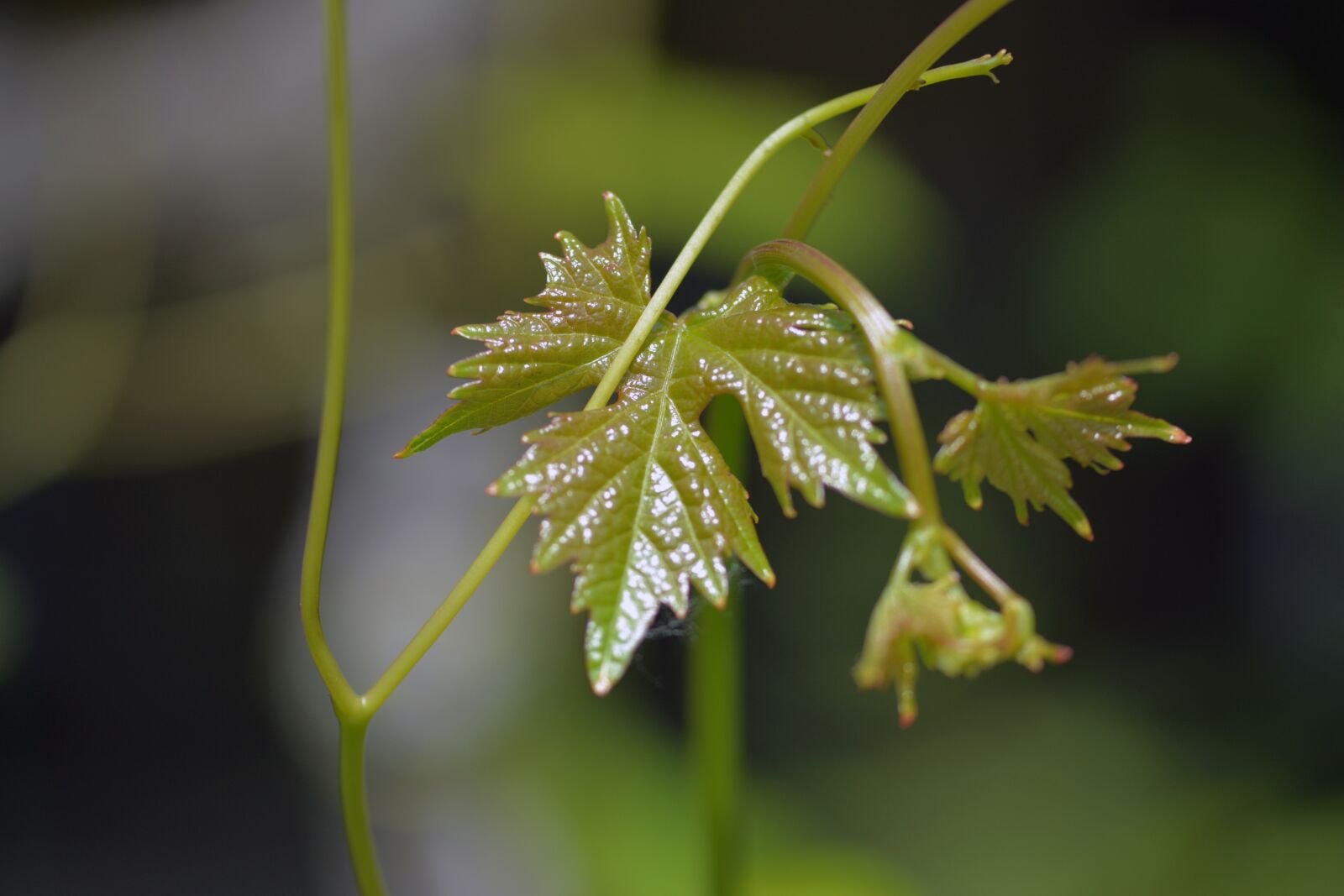Nikon D5200 sample photo. Wine, leaves, leaf photography