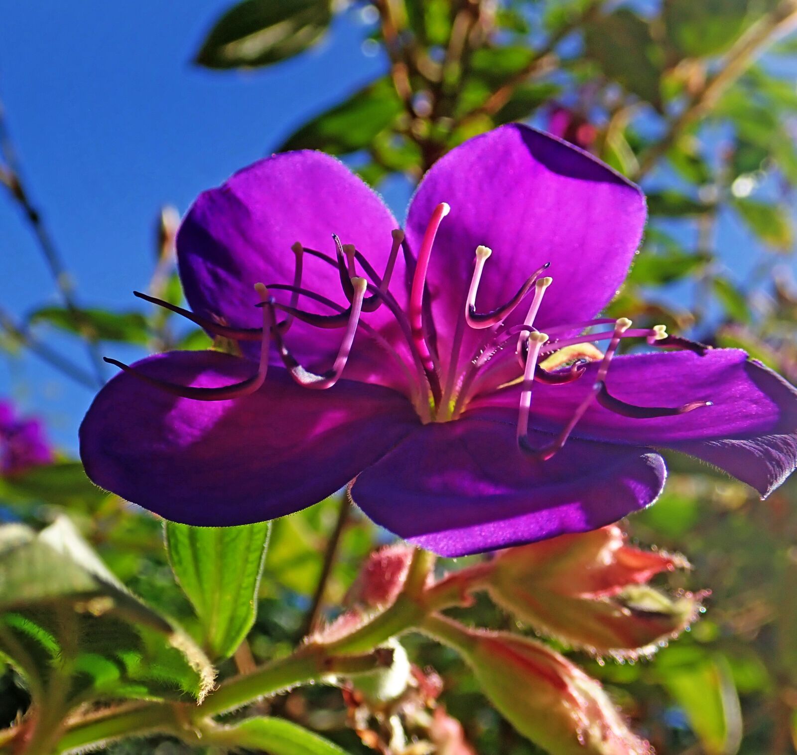 Olympus TG-5 sample photo. Flower, purple, shrub photography