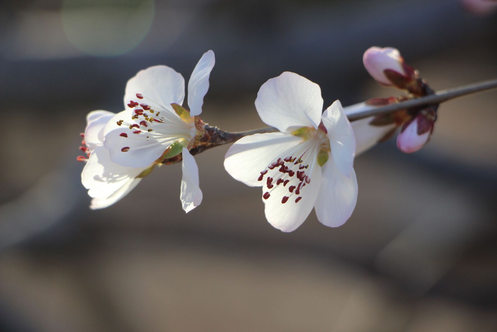 Canon EOS 600D (Rebel EOS T3i / EOS Kiss X5) + Canon EF-S 18-135mm F3.5-5.6 IS STM sample photo. Flower, blossom, spring photography