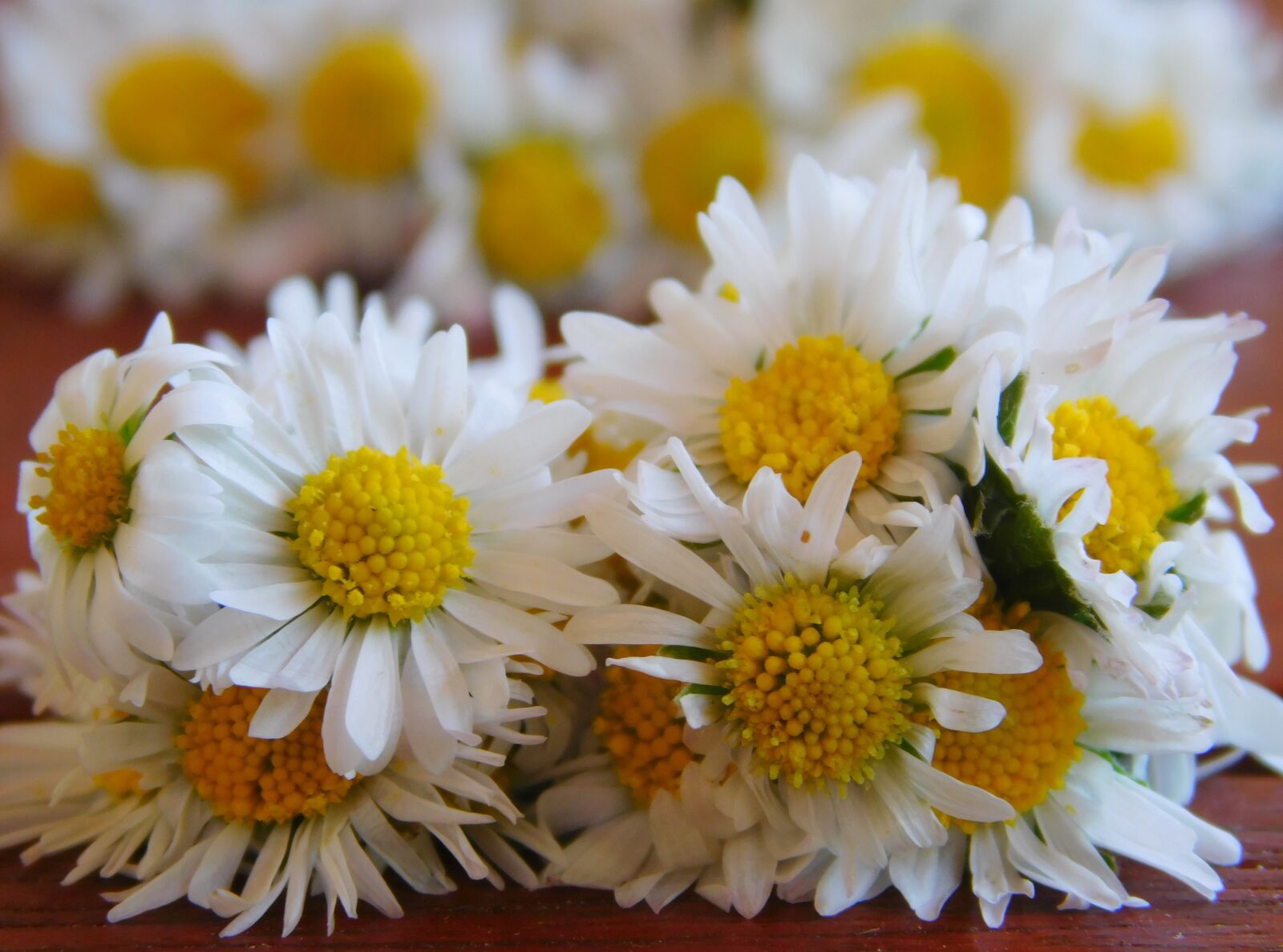 Nikon Coolpix L840 sample photo. Daisy, bouquet, wild flower photography