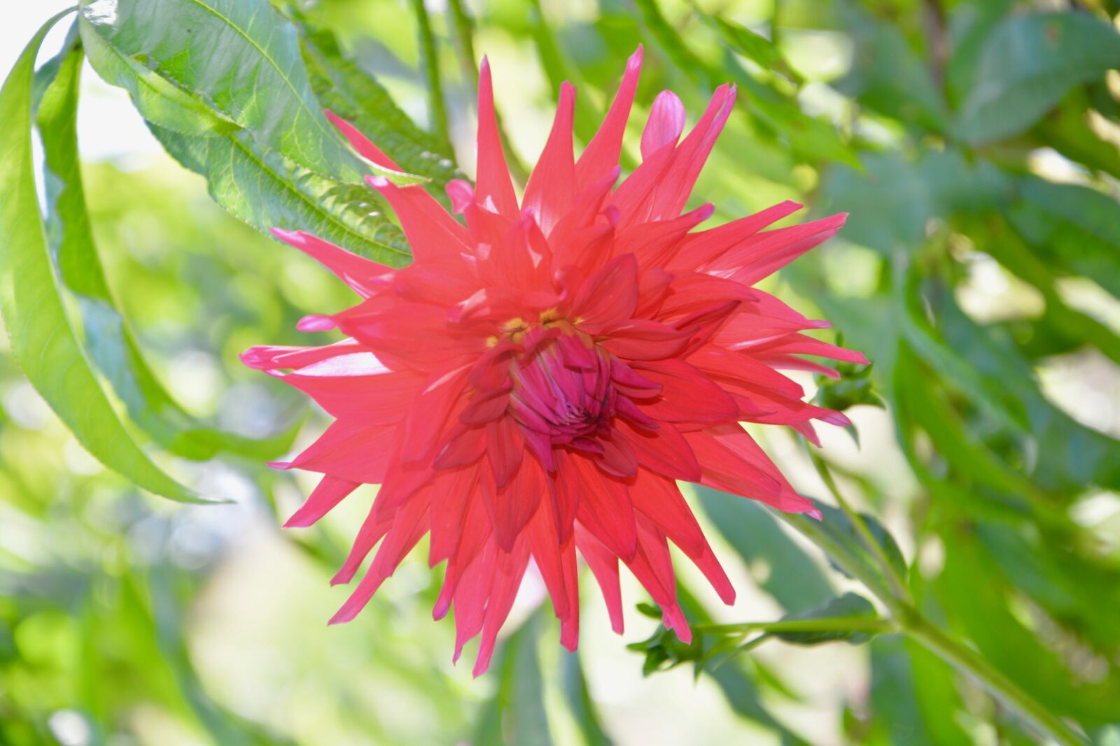 Nikon D5200 sample photo. Flower, plant, flowers photography