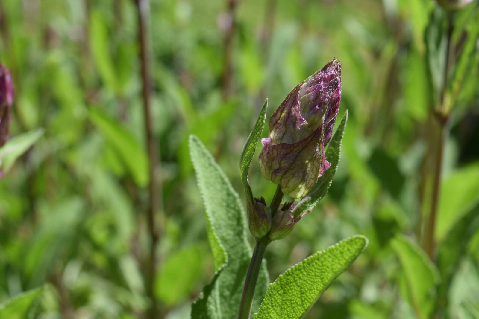Nikon D3300 sample photo. Wildflower, leaf, flora, summer photography