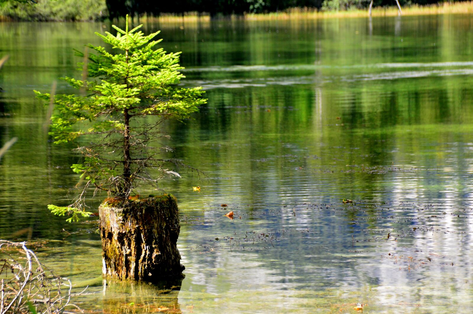 Nikon D3200 sample photo. Lake, tree, reflection photography