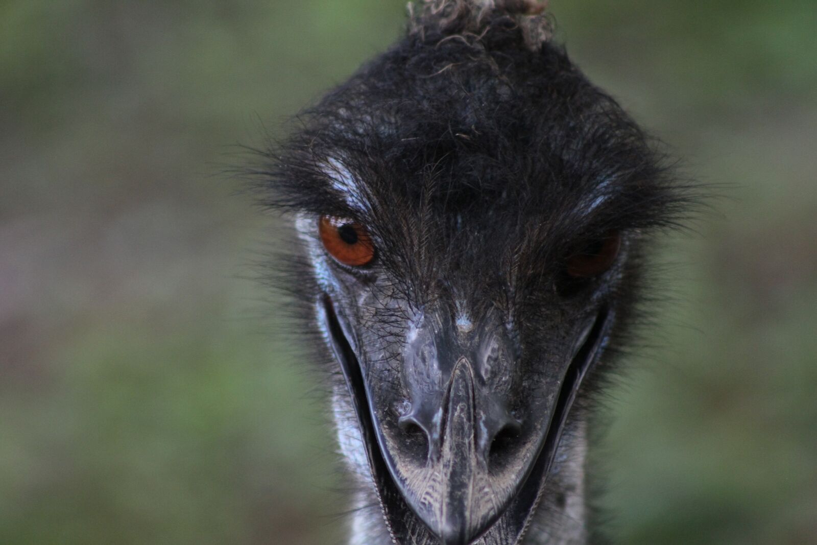 Canon EOS 7D sample photo. Ostrich, bird, eyes photography