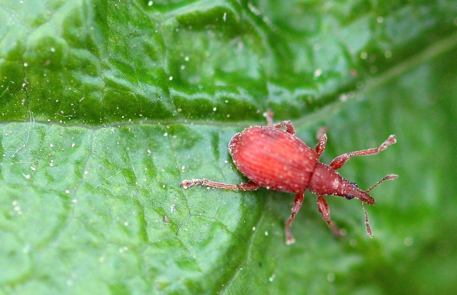 Canon EOS 650D (EOS Rebel T4i / EOS Kiss X6i) sample photo. Beetle, small beetle, sorrel-spitzmausr photography