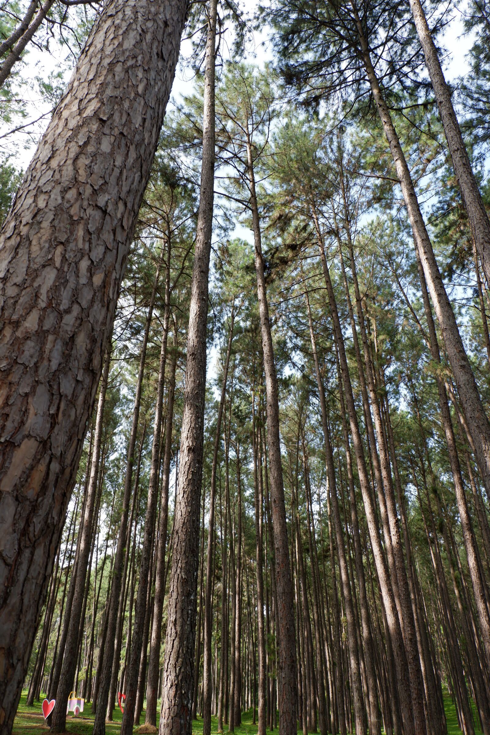 Fujifilm X-A3 sample photo. Pine, tree, nature photography
