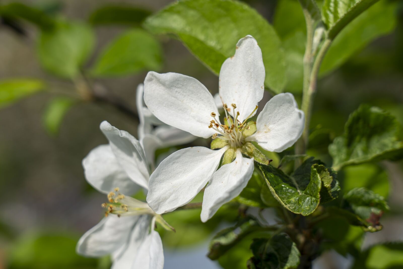 Sony FE 24-105mm F4 G OSS sample photo. Apple tree, tree, flowering photography