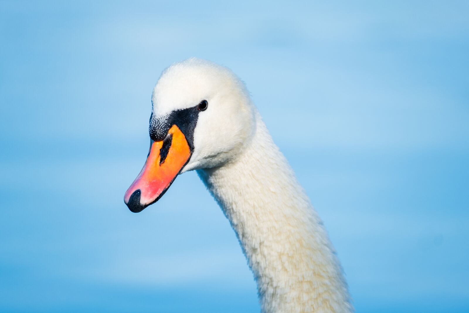 Fujifilm X-T3 sample photo. Swan, head, neck photography