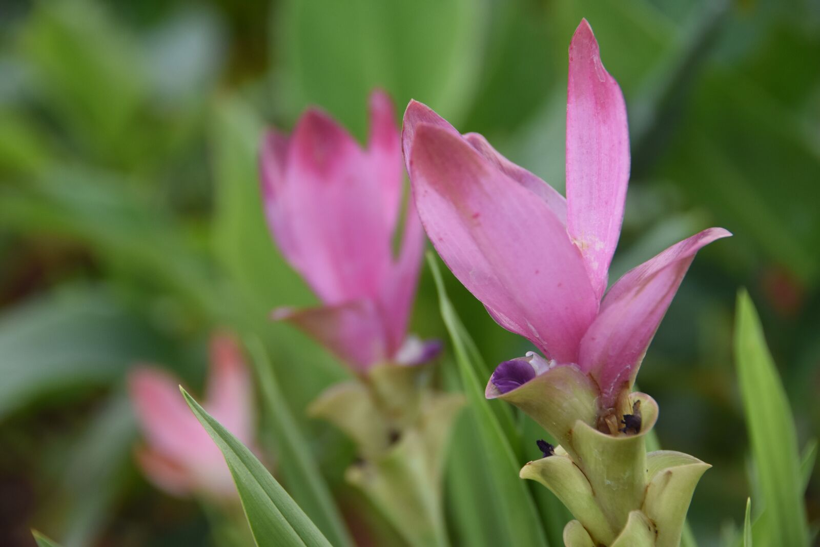 Nikon D7200 sample photo. Siam tulip, flower, pink photography
