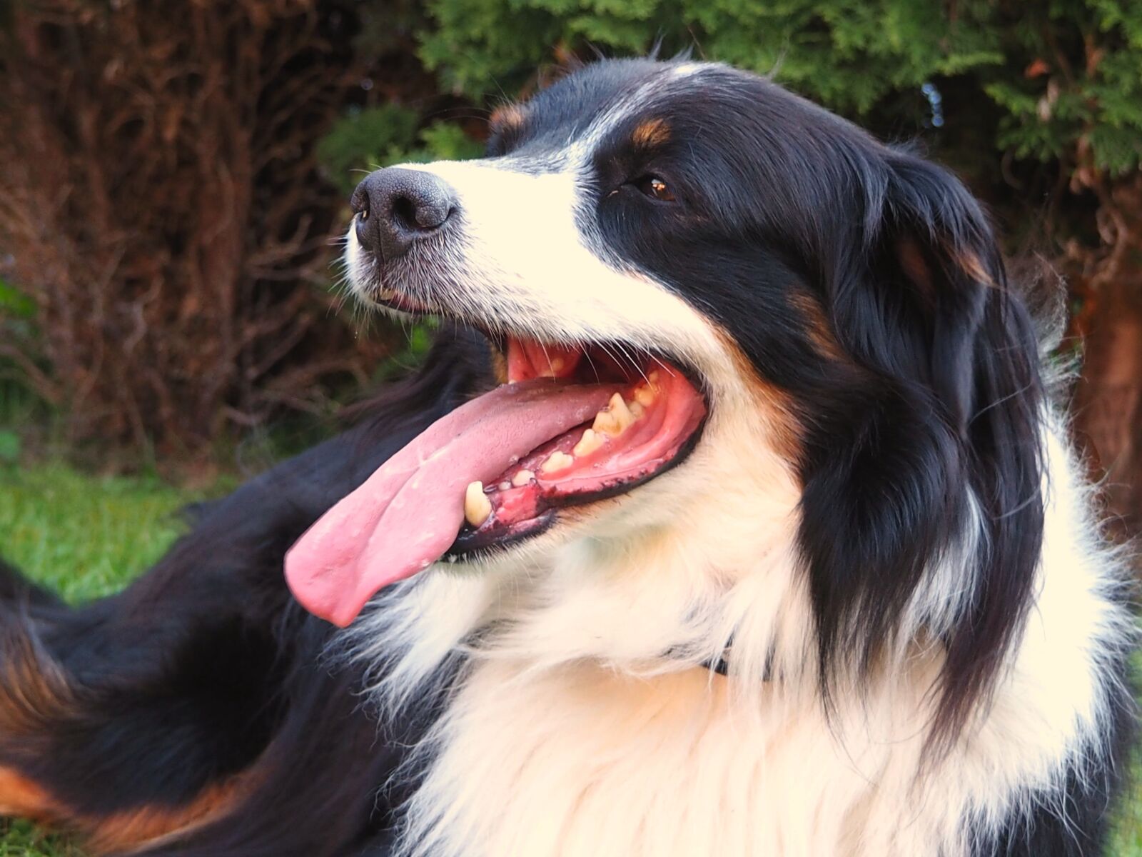 Olympus OM-D E-M10 sample photo. Dog, pet, awakened photography