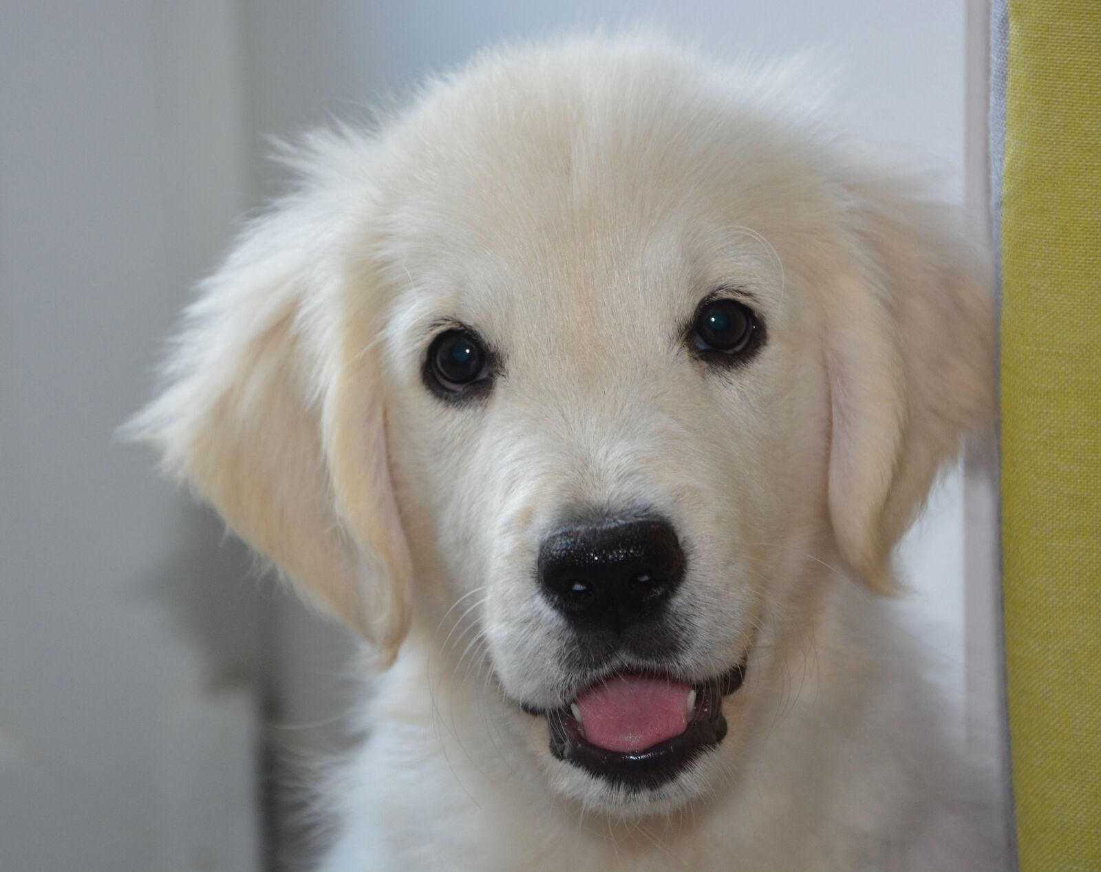 Nikon D5200 sample photo. Puppy, dog, golden retriever photography