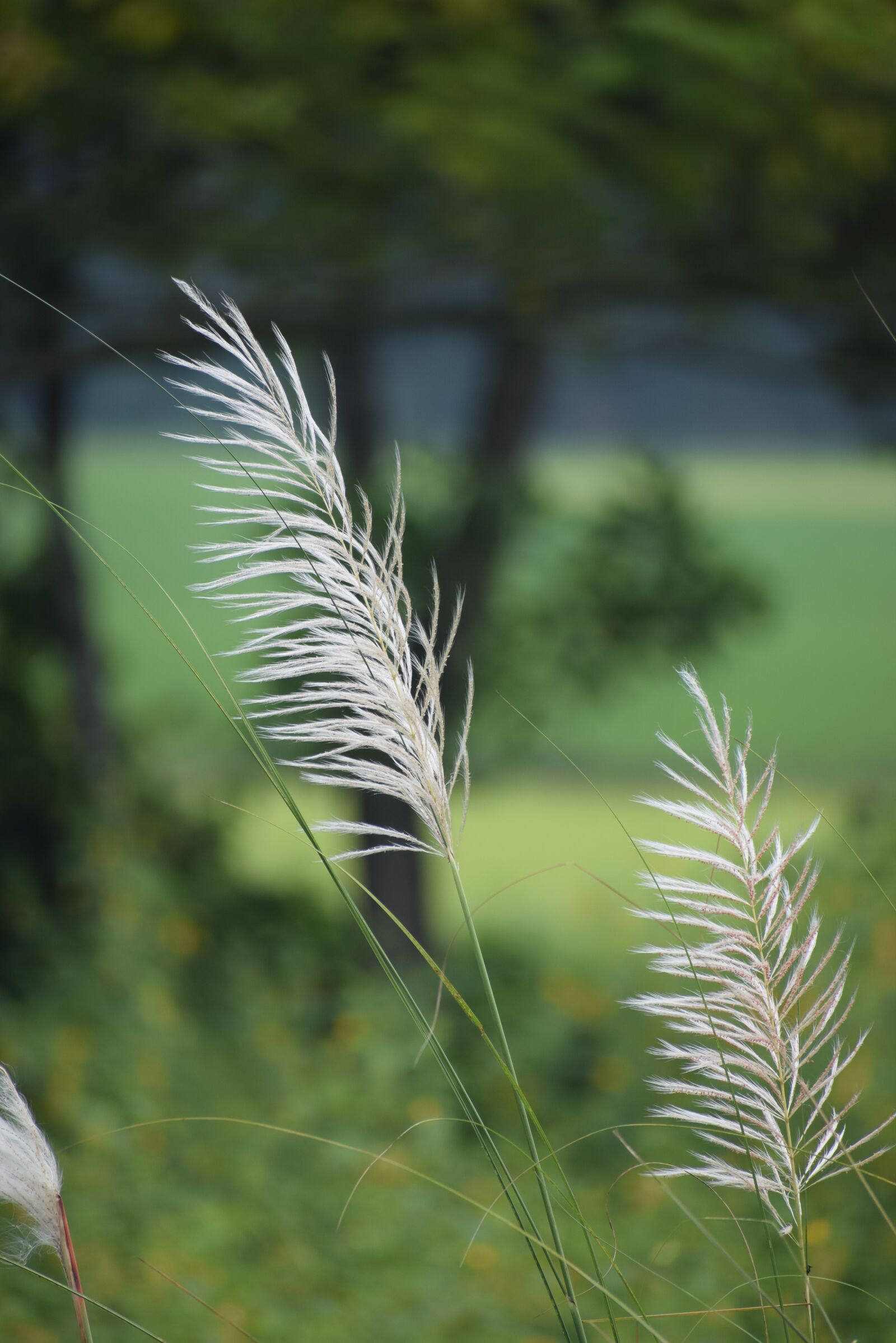 Nikon D5300 sample photo. Season, plant, light photography