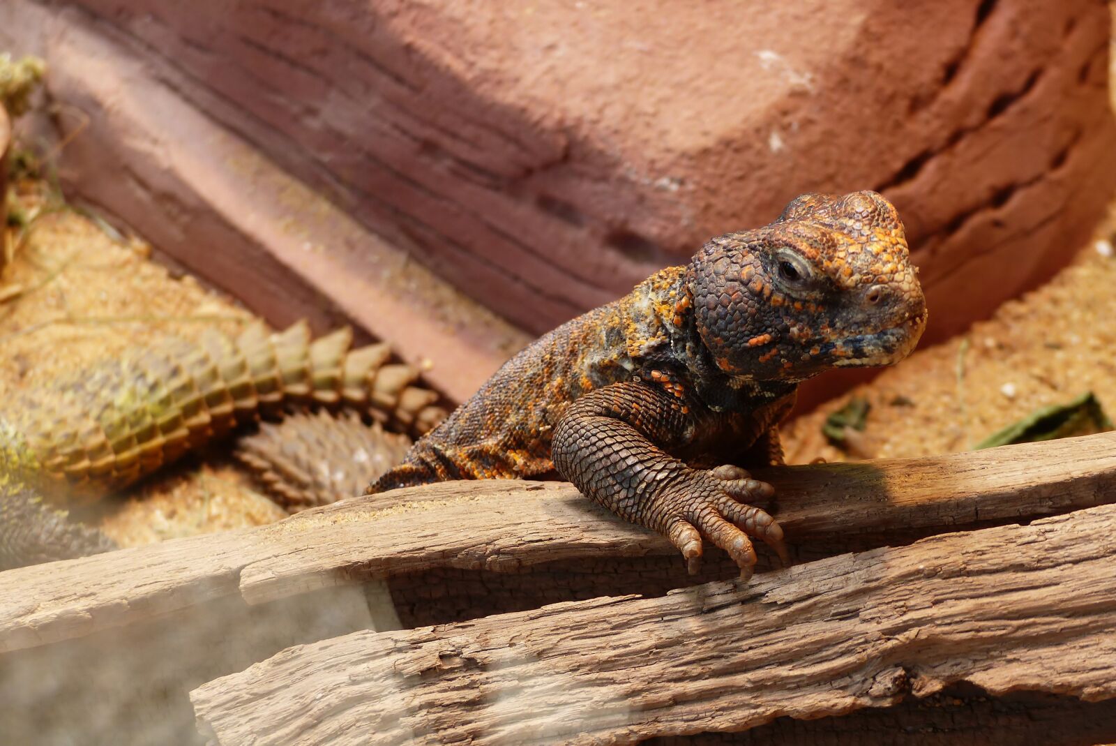 Panasonic Lumix DMC-FZ200 sample photo. Lizard, nature, animal photography