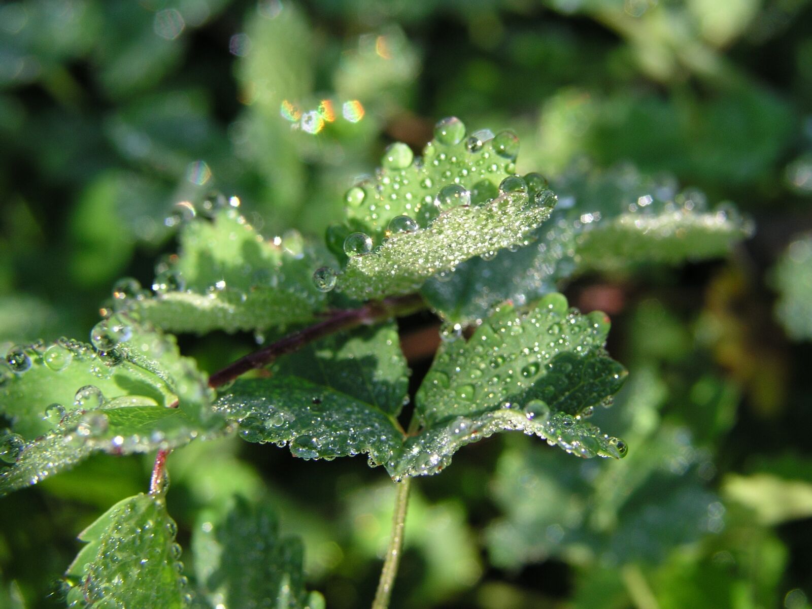 Olympus C5050Z sample photo. Dew, sun, drip photography