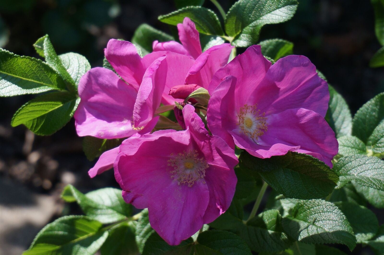 Sony Alpha NEX-5T sample photo. Rose, rugosa rose with photography