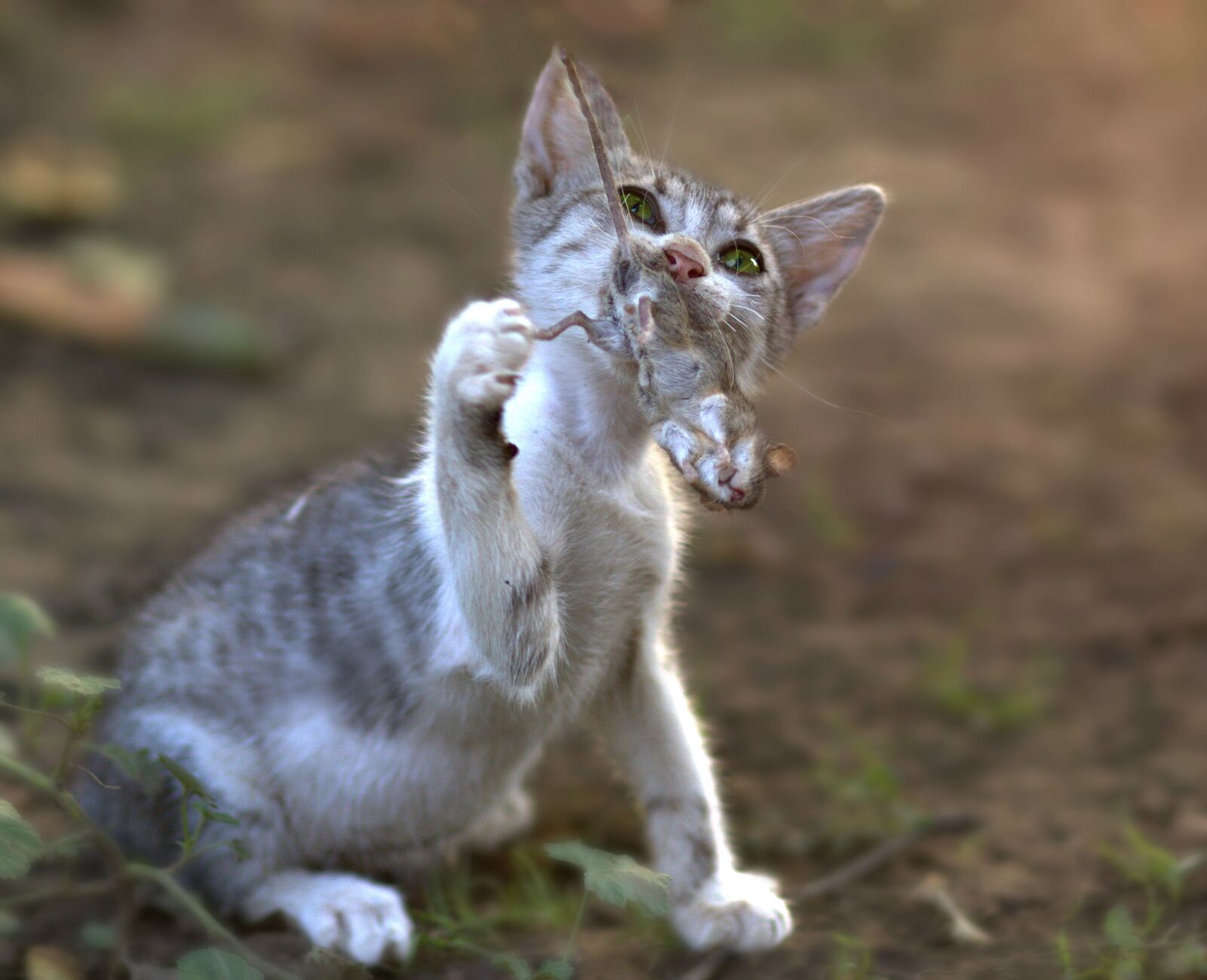 Canon EF 85mm F1.8 USM sample photo. Cat, mouse, hunting photography