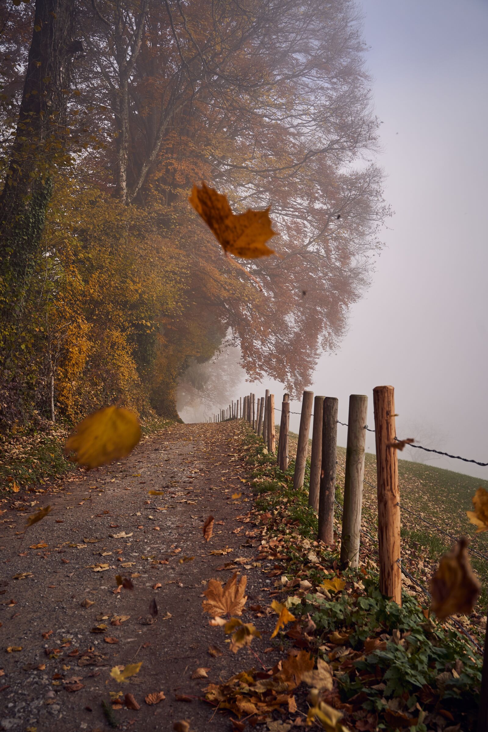 Sony a7 III + Tamron 28-75mm F2.8 Di III RXD sample photo. Autumn, fog, leaves photography