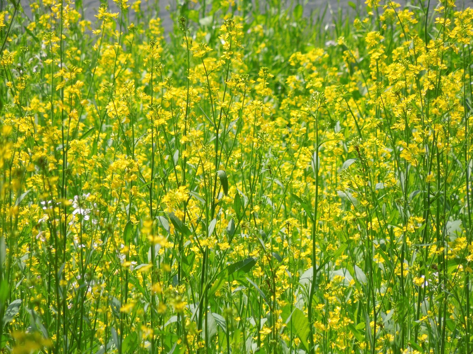 Nikon Coolpix S8200 sample photo. Rape blossoms, spring, plant photography