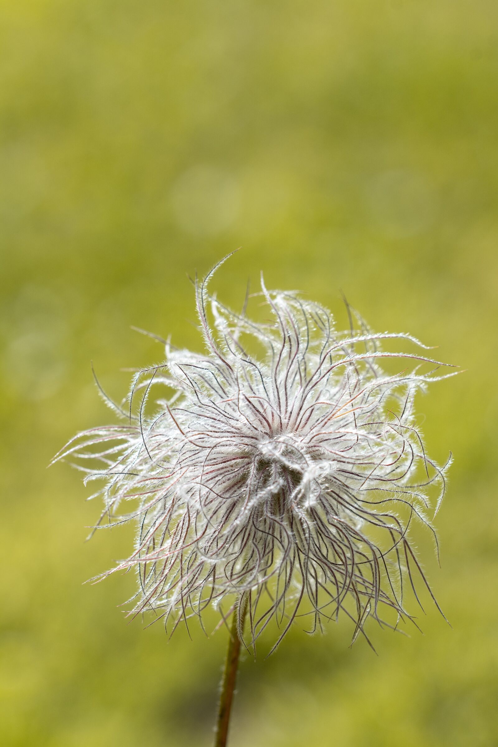 Nikon D7100 sample photo. Flower, faded, faded flower photography