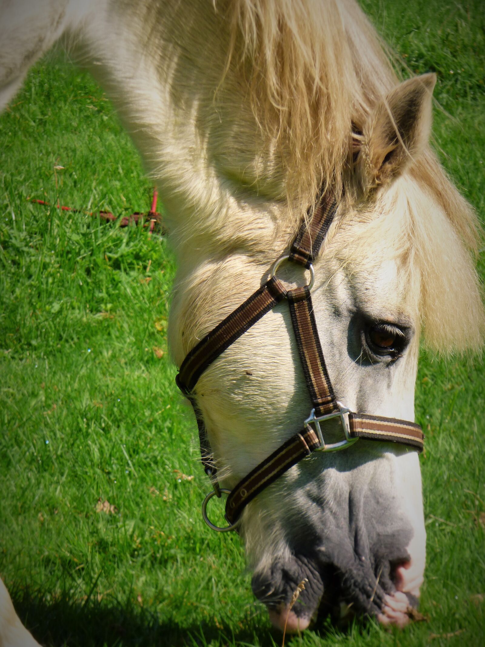 Panasonic DMC-FZ72 sample photo. Horse, animal, pony photography