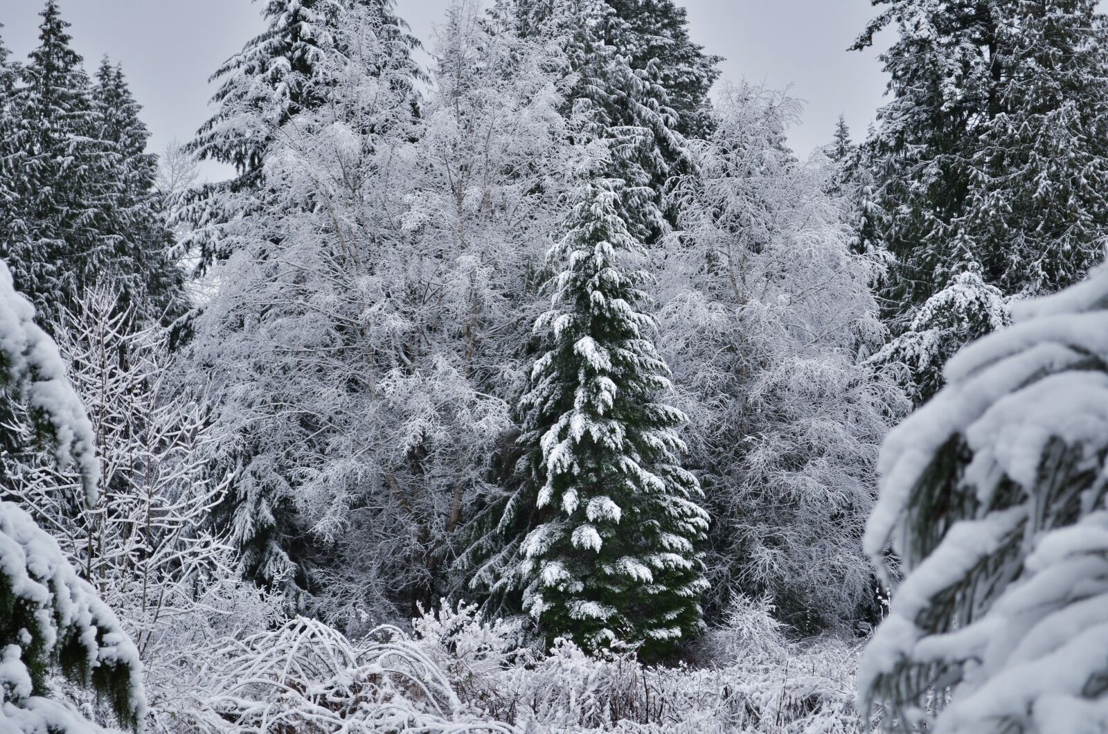 Nikon D5100 sample photo. Snow, forest, trees photography