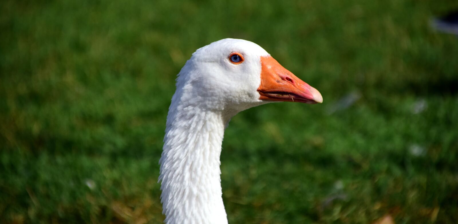 Nikon D3300 sample photo. Goose, domestic goose, poultry photography