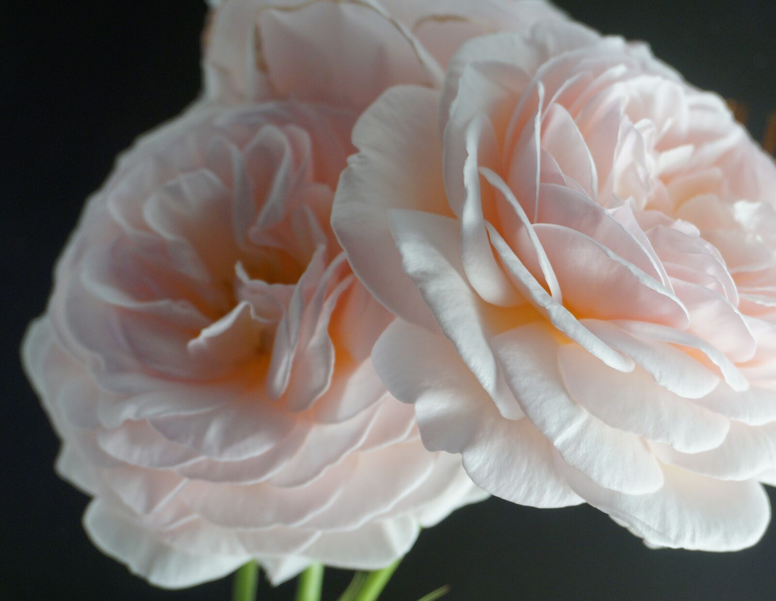 Sony a6000 sample photo. Nature, flower, rose photography