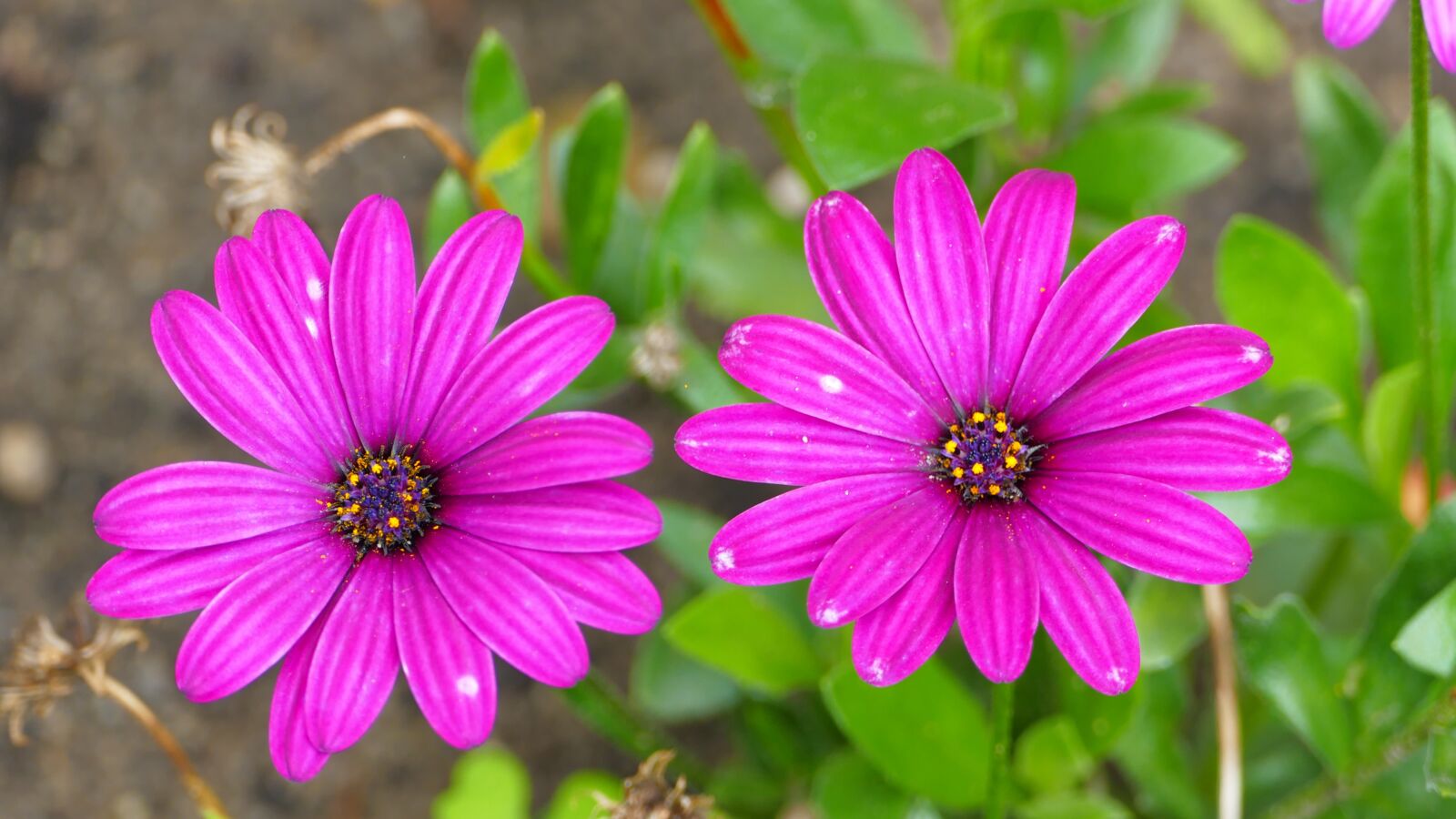 Panasonic Lumix DMC-FZ1000 sample photo. Flowers, summer, nature photography