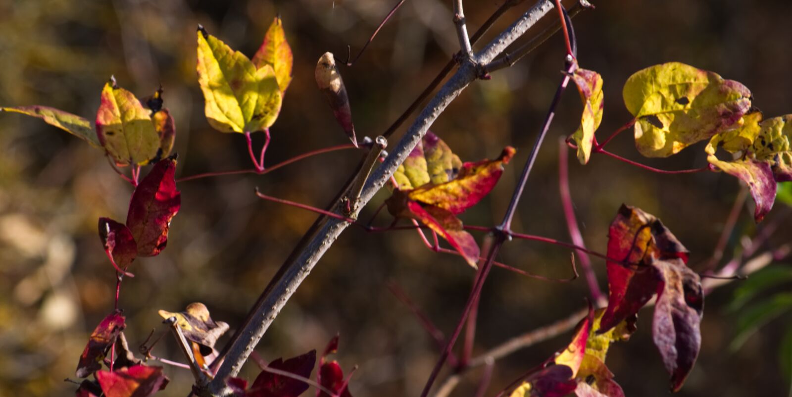 Nikon D5500 sample photo. Autumn, leaves, branch photography