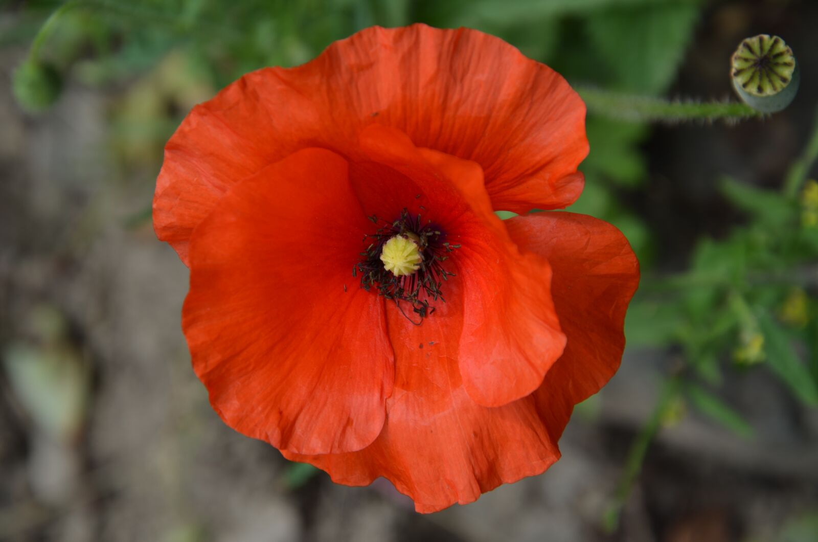 Nikon D5100 sample photo. Poppy, red, blossom photography