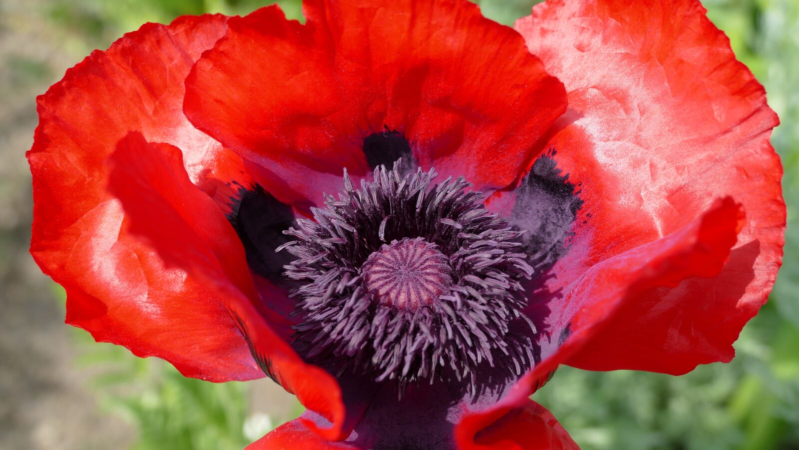 Panasonic Lumix DMC-FZ1000 sample photo. Klatschmohn, poppy, close up photography